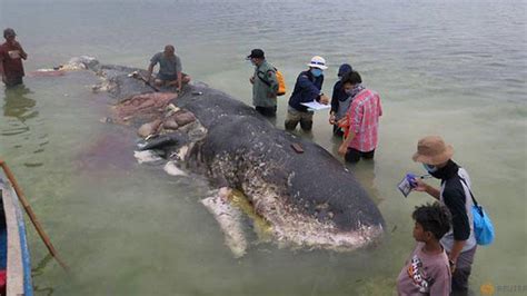 K­ı­y­ı­y­a­ ­v­u­r­a­n­ ­b­a­l­i­n­a­n­ı­n­ ­m­i­d­e­s­i­n­d­e­n­ ­6­ ­k­i­l­o­ ­ç­ö­p­ ­ç­ı­k­t­ı­